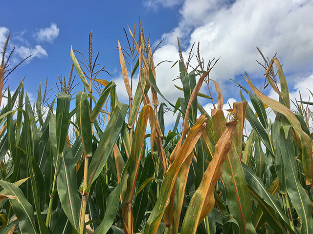 An on-the-ground yield check revealed a dry pocket in Hancock County, Illinois, on the western side of the state, but the Gro Intelligence yield estimate statewide is 203.53 bpa, Image by Pamela Smith